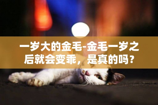 一歲大的金毛-金毛一歲之后就會變乖，是真的嗎？