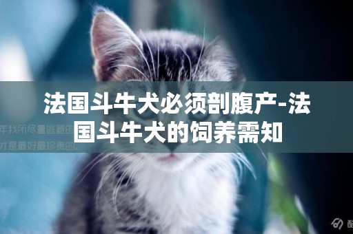 法國斗牛犬必須剖腹產-法國斗牛犬的飼養需知