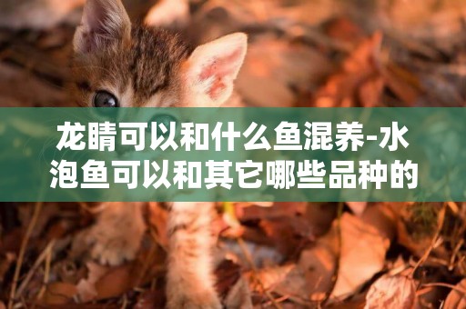龍睛可以和什么魚混養-水泡魚可以和其它哪些品種的金魚混養