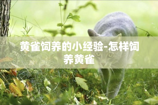 黃雀飼養的小經驗-怎樣飼養黃雀