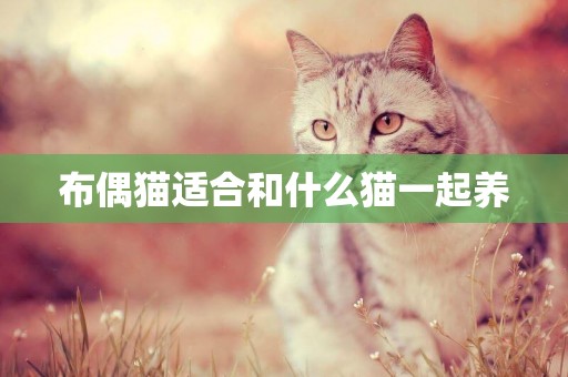 布偶貓適合和什么貓一起養