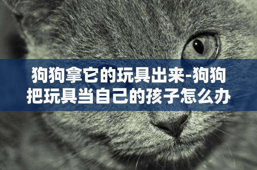 狗狗拿它的玩具出來-狗狗把玩具當自己的孩子怎么辦？