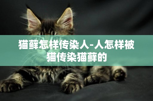 貓蘚怎樣傳染人-人怎樣被貓傳染貓蘚的