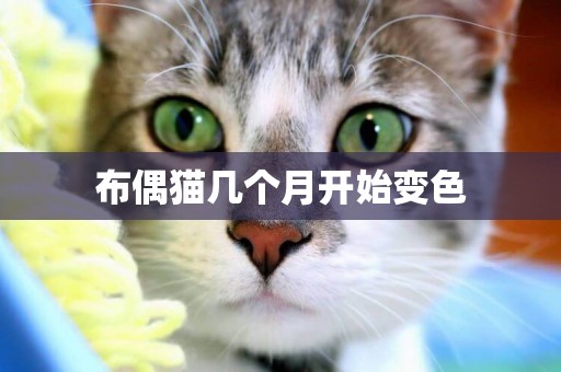 布偶貓幾個月開始變色