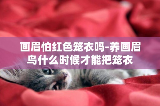 畫眉怕紅色籠衣嗎-養畫眉鳥什么時候才能把籠衣