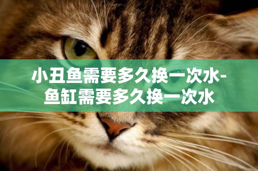 小丑魚需要多久換一次水-魚缸需要多久換一次水