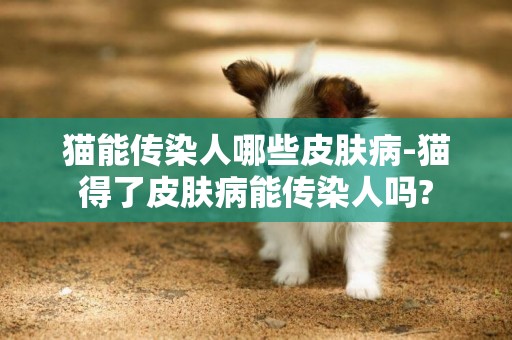 貓能傳染人哪些皮膚病-貓得了皮膚病能傳染人嗎?