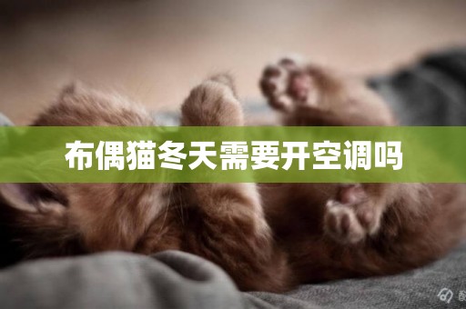 布偶貓冬天需要開空調嗎