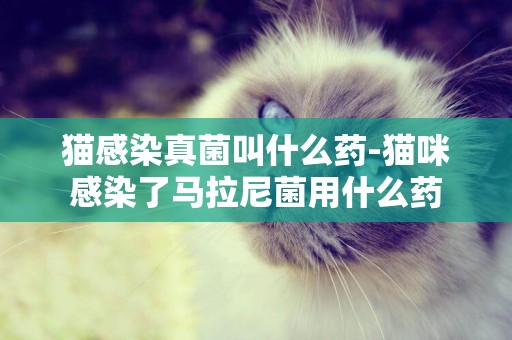 貓感染真菌叫什么藥-貓咪感染了馬拉尼菌用什么藥