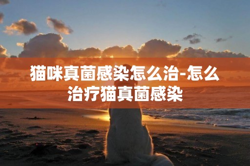 貓咪真菌感染怎么治-怎么治療貓真菌感染