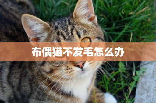 布偶貓不發毛怎么辦