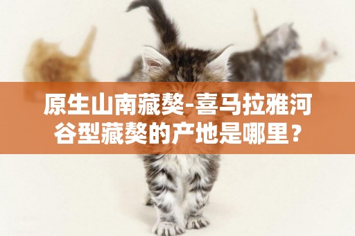 原生山南藏獒-喜馬拉雅河谷型藏獒的產地是哪里？