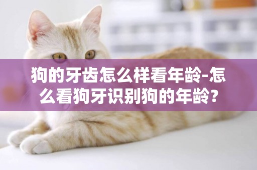 狗的牙齒怎么樣看年齡-怎么看狗牙識別狗的年齡？