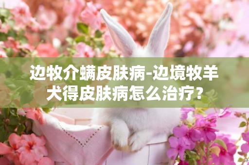 邊牧介螨皮膚病-邊境牧羊犬得皮膚病怎么治療？