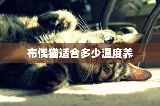 布偶貓適合多少溫度養