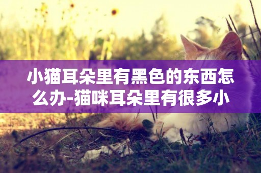 小貓耳朵里有黑色的東西怎么辦-貓咪耳朵里有很多小黑點怎么回事