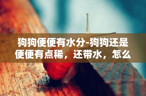 狗狗便便有水分-狗狗還是便便有點稀，還帶水，怎么辦？