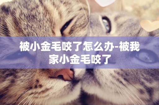 被小金毛咬了怎么辦-被我家小金毛咬了