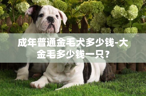 成年普通金毛犬多少錢-大金毛多少錢一只？