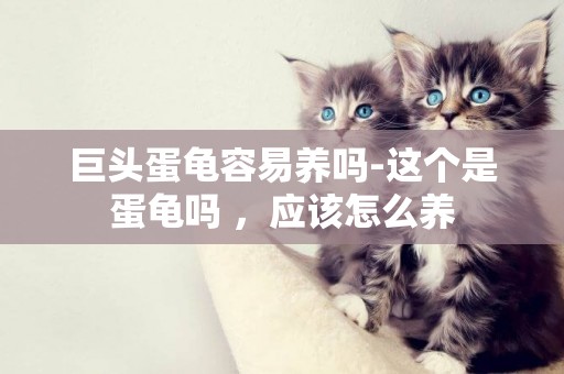 巨頭蛋龜容易養嗎-這個是蛋龜嗎 ，應該怎么養