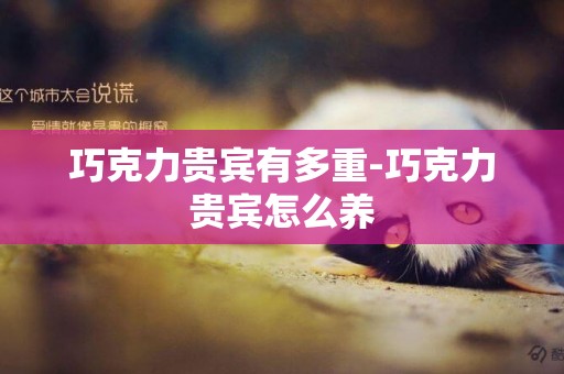 巧克力貴賓有多重-巧克力貴賓怎么養
