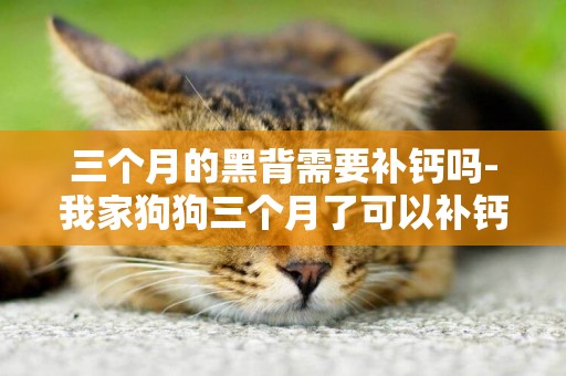 三個月的黑背需要補鈣嗎-我家狗狗三個月了可以補鈣不？