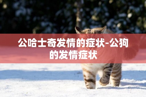 公哈士奇發情的癥狀-公狗的發情癥狀