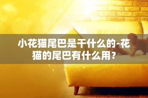 小花貓尾巴是干什么的-花貓的尾巴有什么用？