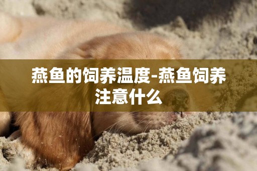 燕魚的飼養溫度-燕魚飼養注意什么