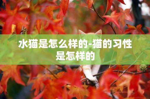 水貓是怎么樣的-貓的習性是怎樣的