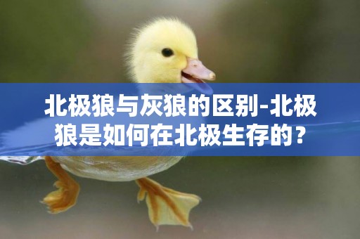 北極狼與灰狼的區別-北極狼是如何在北極生存的？
