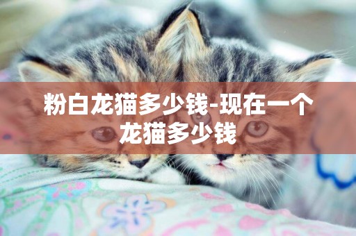 粉白龍貓多少錢-現在一個龍貓多少錢