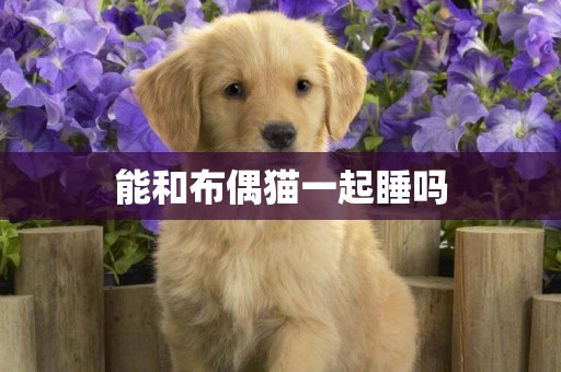 能和布偶貓一起睡嗎