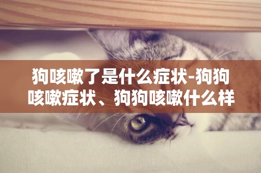 狗咳嗽了是什么癥狀-狗狗咳嗽癥狀、狗狗咳嗽什么樣