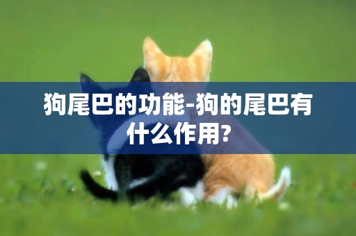 狗尾巴的功能-狗的尾巴有什么作用?
