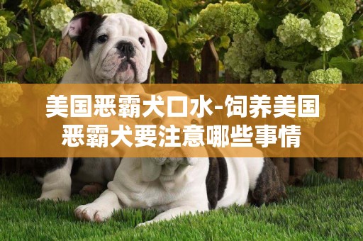 美國惡霸犬口水-飼養美國惡霸犬要注意哪些事情