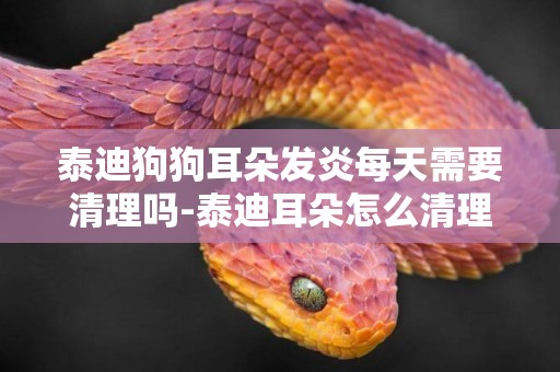 泰迪狗狗耳朵發炎每天需要清理嗎-泰迪耳朵怎么清理