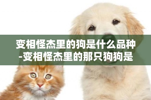 變相怪杰里的狗是什么品種-變相怪杰里的那只狗狗是什么狗啊??