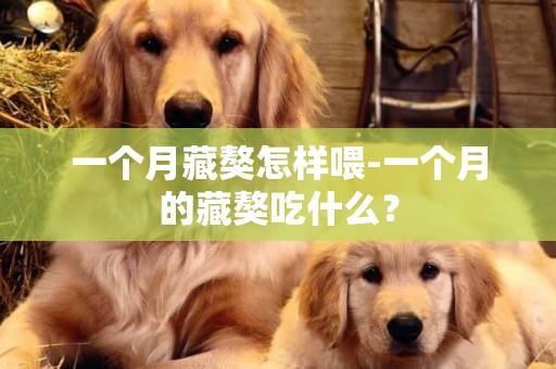 一個月藏獒怎樣喂-一個月的藏獒吃什么？