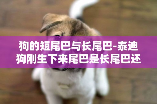 狗的短尾巴與長尾巴-泰迪狗剛生下來尾巴是長尾巴還是短的