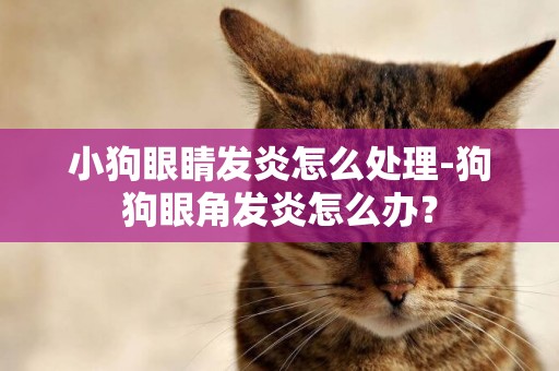 小狗眼睛發炎怎么處理-狗狗眼角發炎怎么辦？