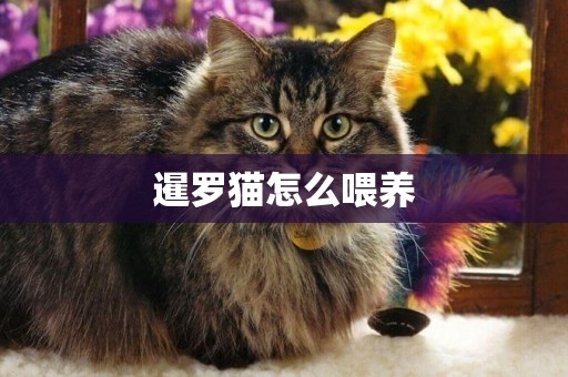 暹羅貓怎么喂養