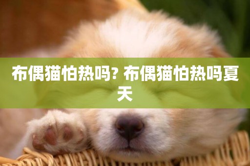 布偶貓怕熱嗎? 布偶貓怕熱嗎夏天
