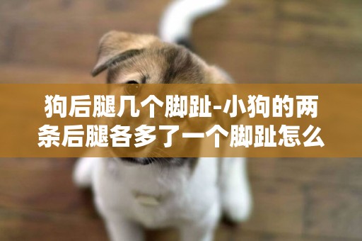 狗后腿幾個腳趾-小狗的兩條后腿各多了一個腳趾怎么回事？