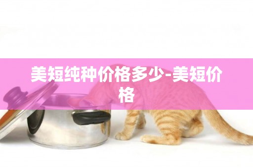 美短純種價格多少-美短價格