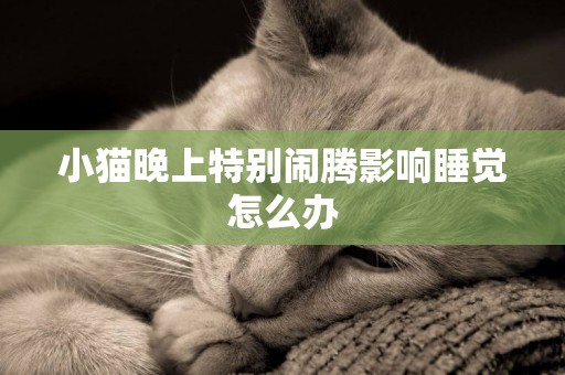小貓晚上特別鬧騰影響睡覺怎么辦