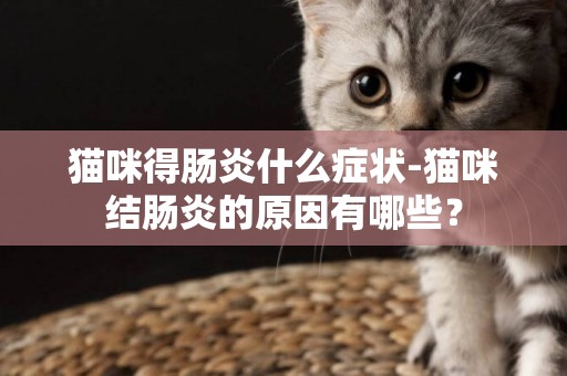 貓咪得腸炎什么癥狀-貓咪結腸炎的原因有哪些？