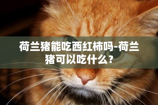 荷蘭豬能吃西紅柿嗎-荷蘭豬可以吃什么？