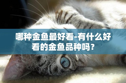哪種金魚最好看-有什么好看的金魚品種嗎？