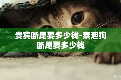 貴賓斷尾要多少錢-泰迪狗斷尾要多少錢